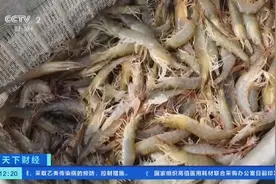 个头大、肉质紧、味道鲜…山东即墨4万亩新品种对虾产量价格齐升图片