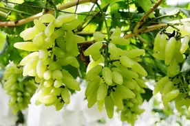 三穗县武笔街道：精品葡萄抢鲜上市图片