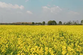 油菜花开满目黄图片