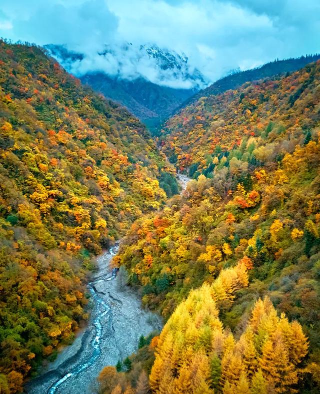 青睐绵阳 ‖ 红透了！周末去平武，沿着“百里彩林走廊”看一场雪山彩林“大片”~