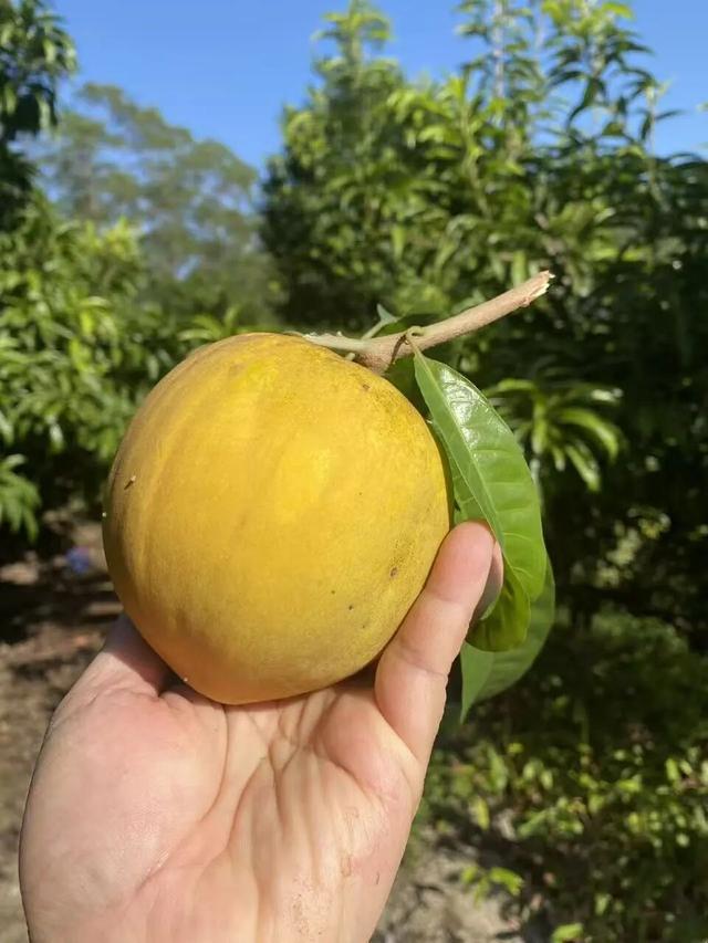 出发！高明遛娃采摘攻略来啦，甜度爆表（附定位）