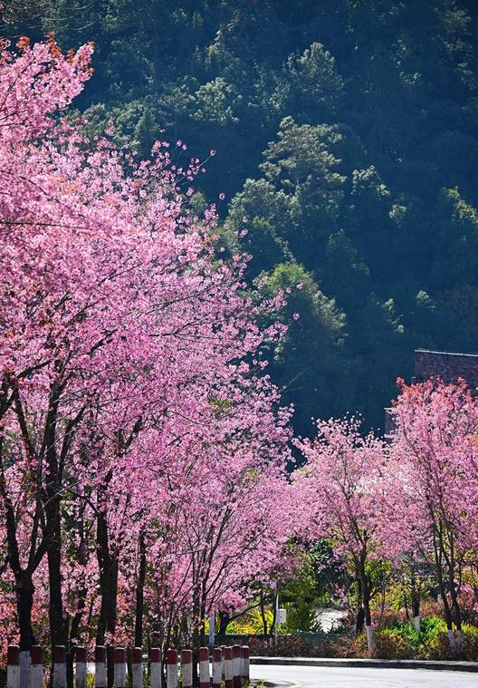 风过腾冲玛御谷 樱花漫染暖冬