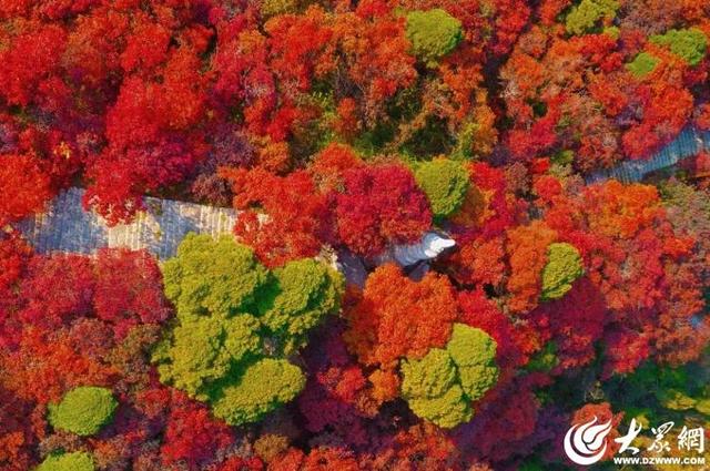 霜降至！中国五大红叶观赏地石门坊迎“全红时刻”