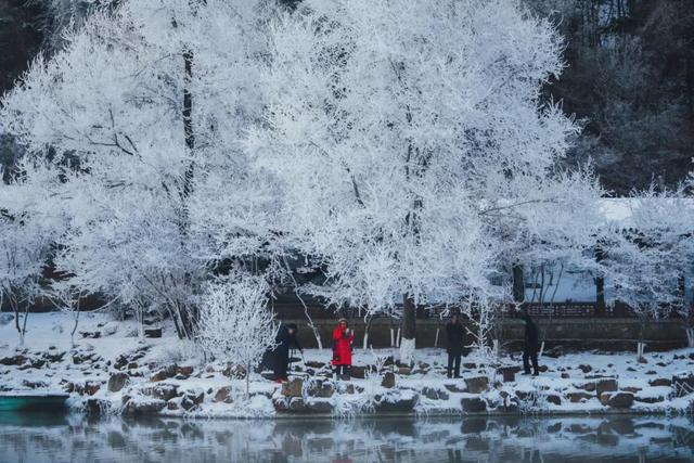 本溪水洞冬序：雾凇渡鸭，琴湖藏冬