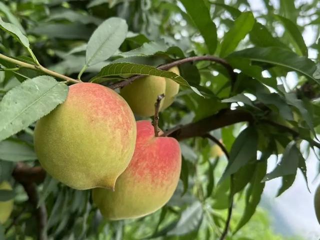 夏日果香浓！龙岩采摘好“趣”处来了→