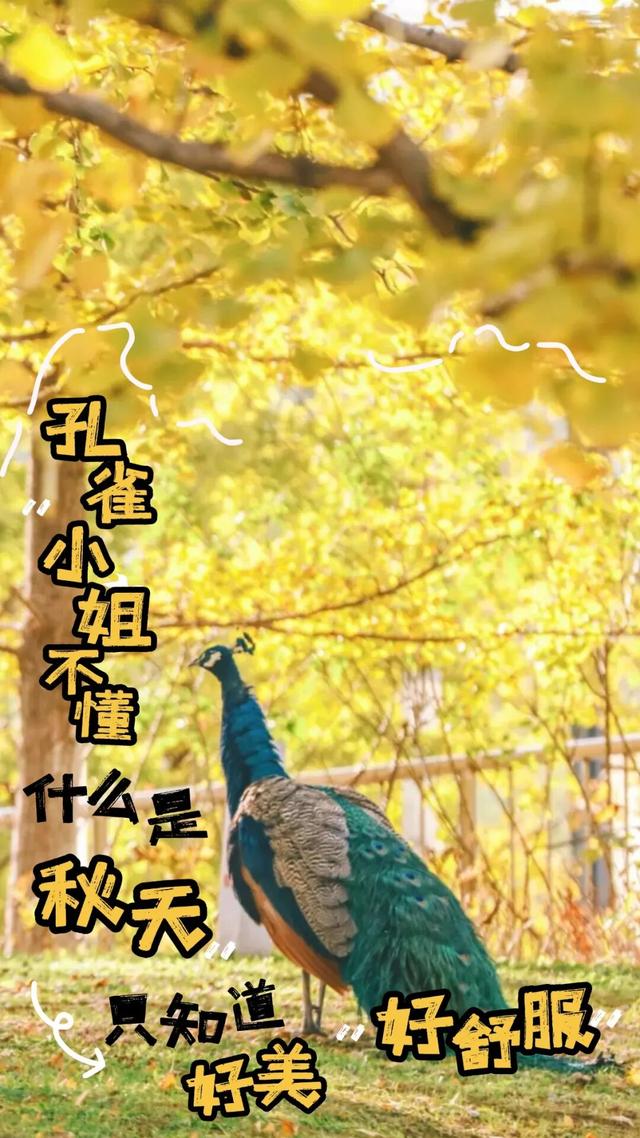 硚口的秋天，这些风景你注意到了吗？