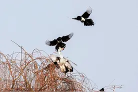 花喜鹊大战苍鹭好精彩图片