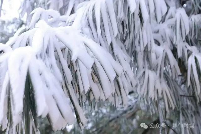 一眼沦陷!寻甸绝美雾凇胜景