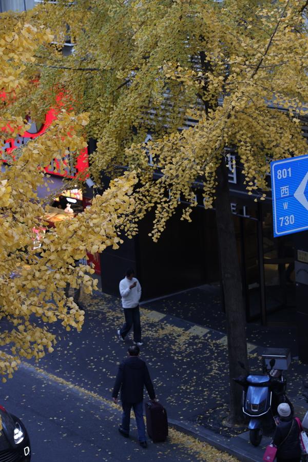 局门路百米银杏长廊热度飙升，找到这个隐藏打卡机位分分钟拍出金秋绝美大片