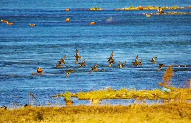 季节限定！洛阳些“海”人少景美，快出发！