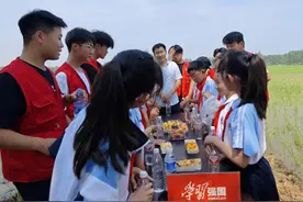枣庄职业学院师生走进农田体验插秧图片