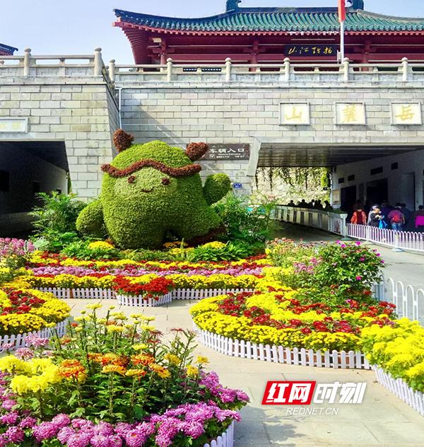 万紫千红撑起深秋颜值！岳麓山4万盆名菊等你打卡