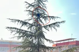 武汉一流浪猫被困学校大树顶部7天，消防两次营救未果：树枝顶端较细，救援难度大图片