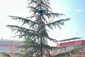 武汉一流浪猫被困学校大树顶部7天，消防两次营救未果：树枝顶端较细，救援难度大图片