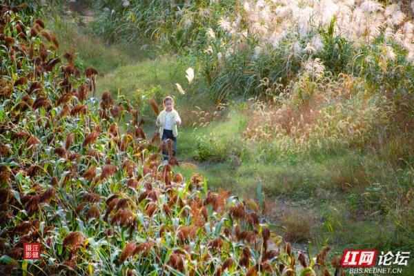 在红穗白苇间，书院洲的秋日仙境已上线