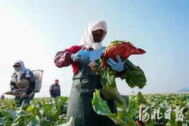 组图｜河北滦南：菜花收获忙图片