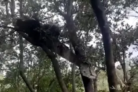 泰国坠机5名中国乘客出生于浙江或上海，原计划26日回国图片