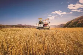 沃野流金果飘香——金秋吉林丰收一线见闻图片