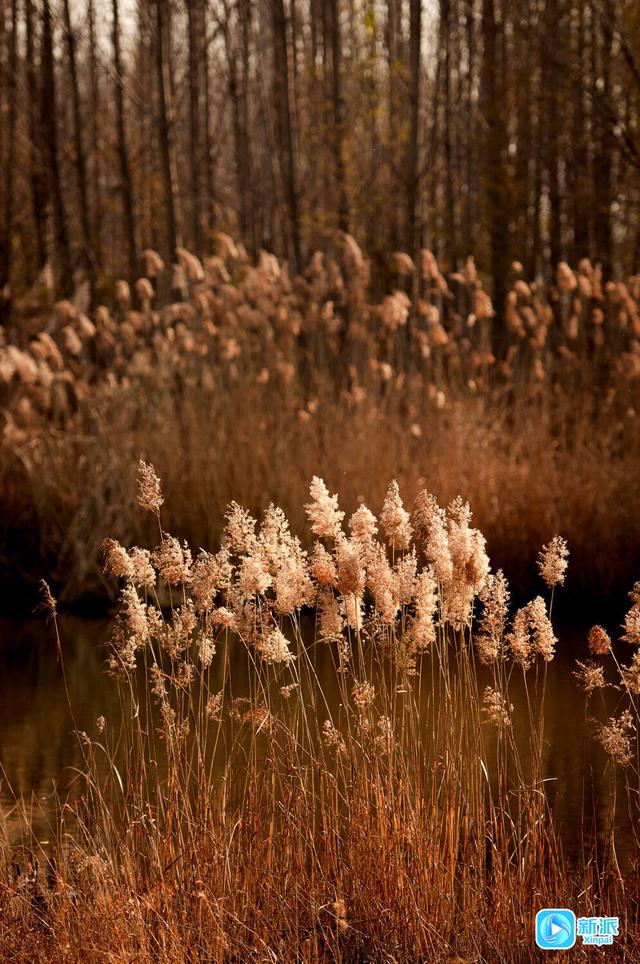 冬日芦苇披“金装” 摇曳生姿成美景