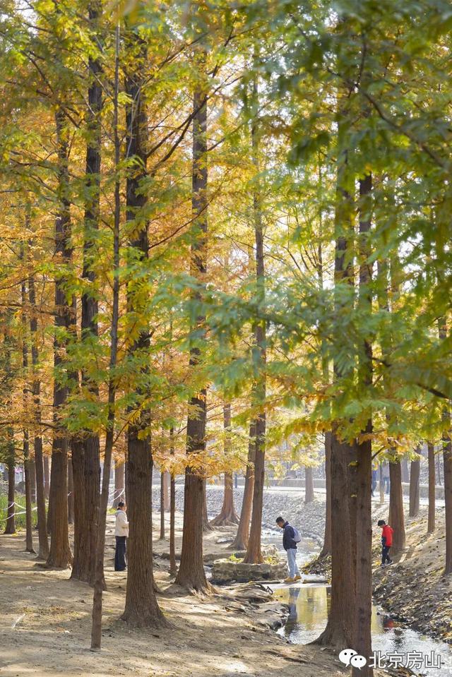 顶级秋色，房山水杉林已上线！