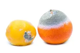 橘子果皮变蓝是发霉了吗？还能吃吗？图片