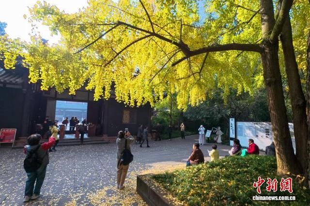 四川眉山：古祠金叶舞 诗意醉游人