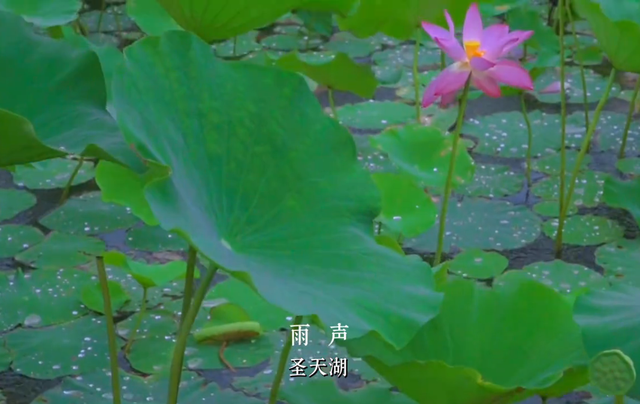 关掉BGM吧！这个夏天，运城大自然的声音比任何音乐都动人