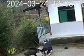 四川一地野猪疯狂攻击老人，村干部：出动狩猎队驱赶图片