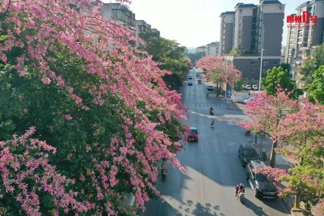八桂冬日似春朝 赏花观叶正当时