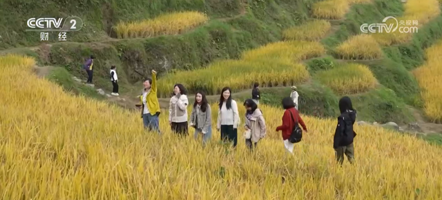 “田园风光+潮流玩法”成文旅融合新亮点 乡村旅游新消费活力十足