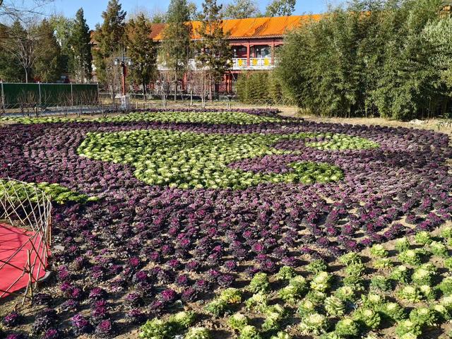 冬日也有景色可赏！景山公园“上新”羽衣甘蓝主题花境
