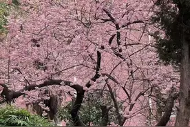 “武汉最美樱花小区”早樱盛放“出圈”，物业：樱花树龄超20年，望游客文明赏樱图片