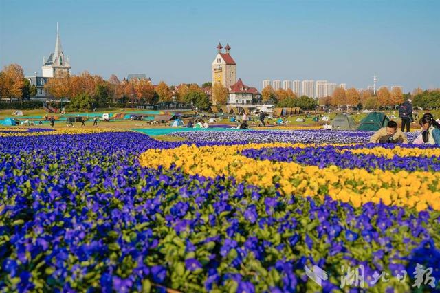 梅樱罕见同框，武汉“花”样奇景变文旅新景