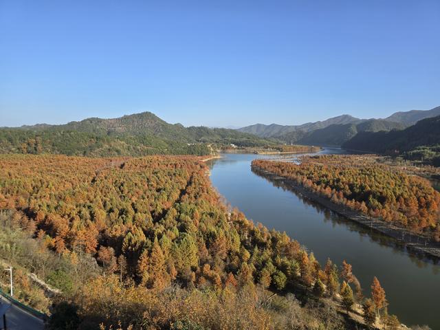 赵立坚发微博推荐宣城落羽红杉林
