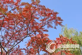 凤城景正好   秋日胜春朝图片