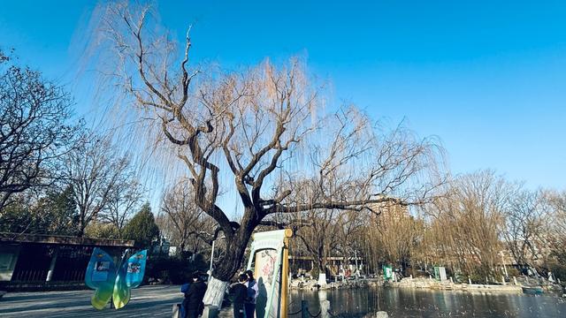 新视界｜泉城公园：冬日落木亦风景