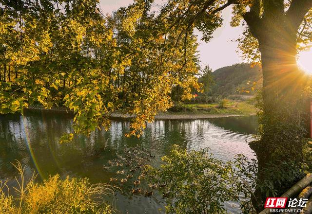 枫红时节，邂逅通道的诗意初冬