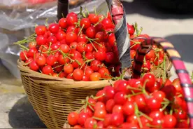 @青岛人 这个周末，“樱桃自由”走起！采摘园、线路、天气…你想知道的都在这里→图片