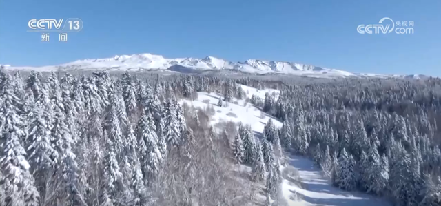 爱情森林、冰雪研学……解锁“冰雪+”新场景 冬季文旅消费焕发新活力