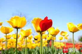 组图|洪泽湖湿地景区的50万株郁金香绽放，成花的海洋图片