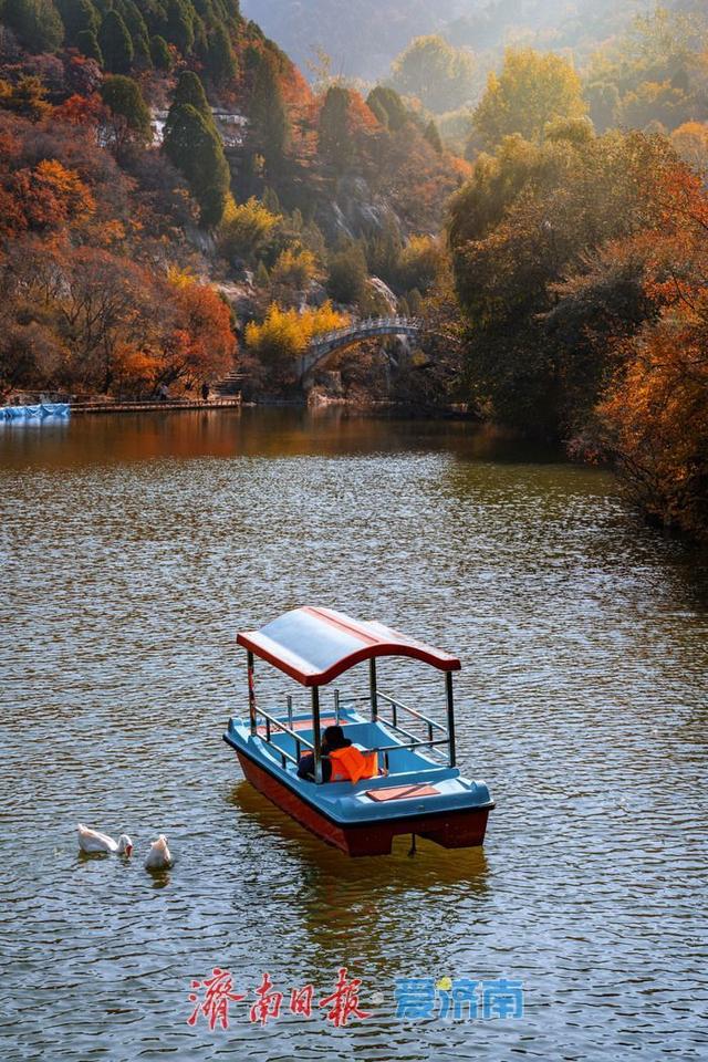 一年四季 泉在济南丨济南红叶谷：满山红遍燃秋意，层林尽染醉游人