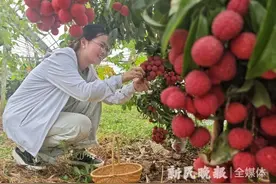 不出上海，就能现采现尝上海本土产荔枝图片