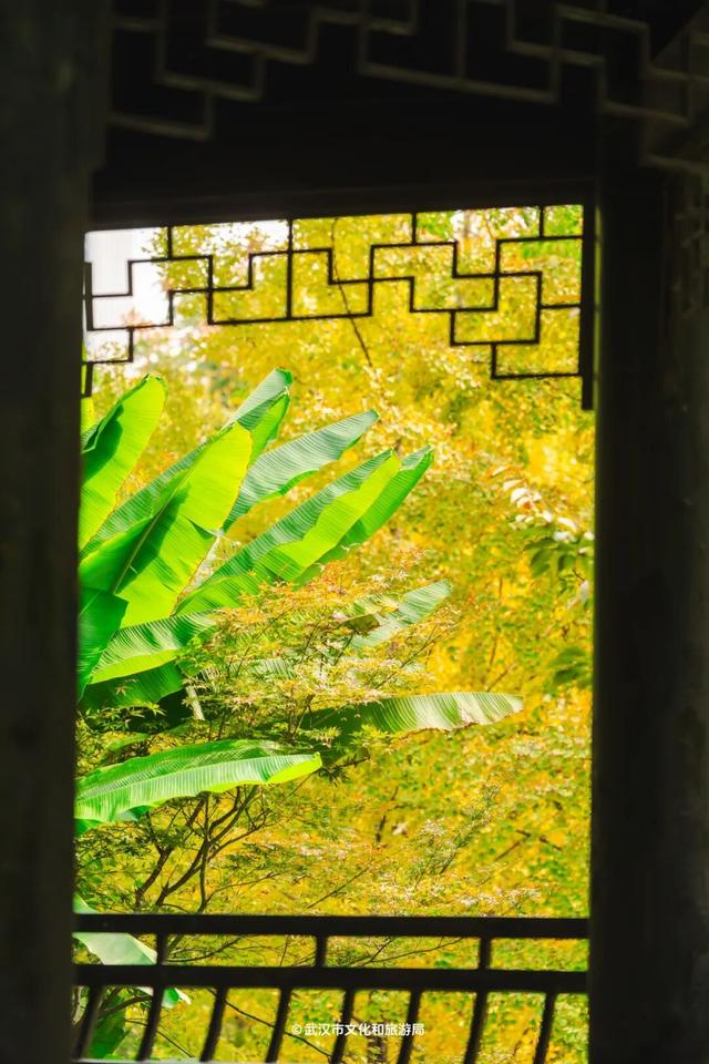 实况！武汉彩叶季来了，这些地方最出片