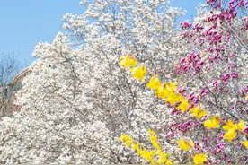 这些花全开啦！是时候来山东赏花啦~图片