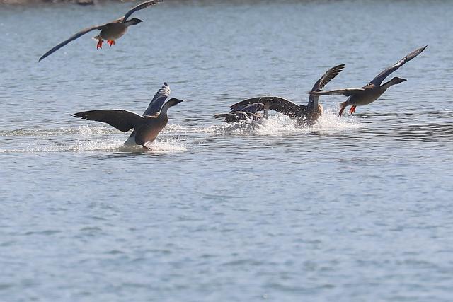 南海子公园鸿雁群飞
