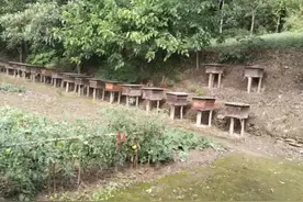 小里帮忙|无人机喷洒烟叶防治药，疑似导致蜂农蜜蜂大量死亡图片