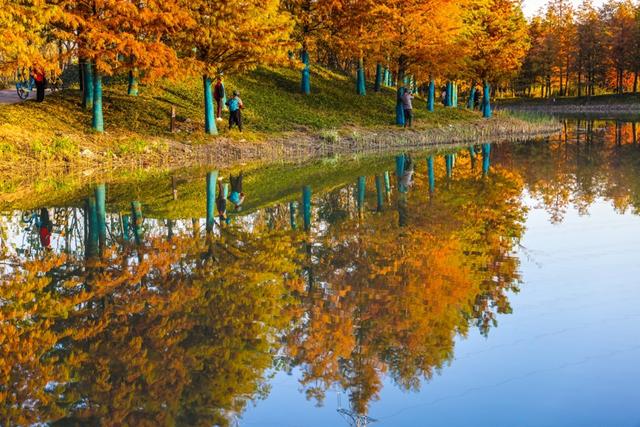 新晋秋日“顶流”美图来袭！魔都阿勒泰未开先火，落羽杉迎来最绚烂时刻