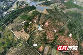 湖南东安：万亩油茶香 硕果结满园图片