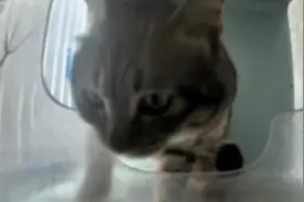 “云投喂”流浪猫：莫让商业利益大过社会公益图片