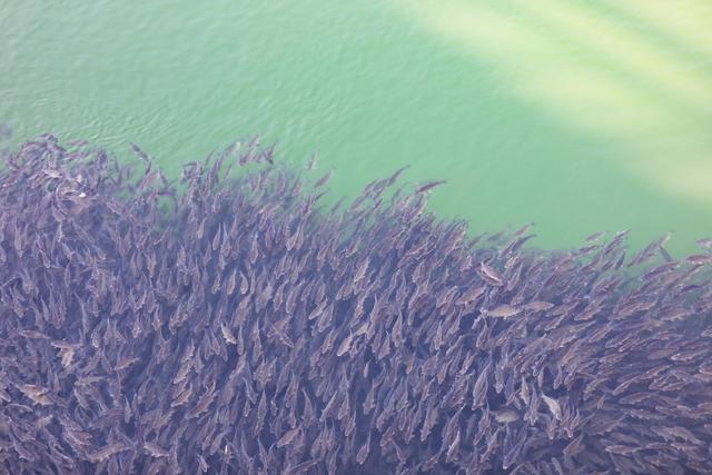 组图丨红崖山水库：冰湖灵动 生机盎然